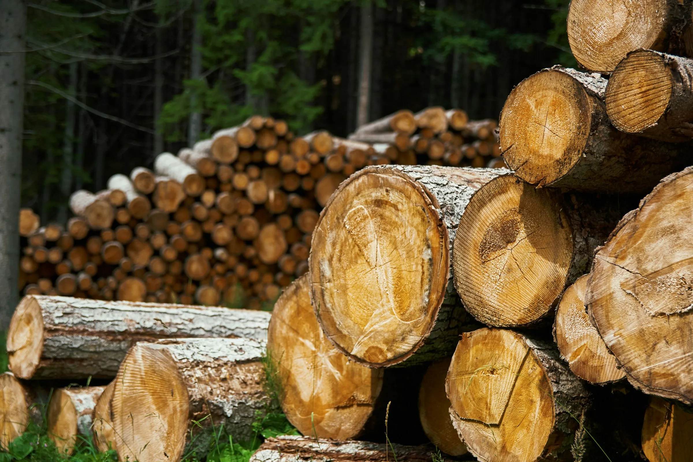 Timber yard with stacked lumber