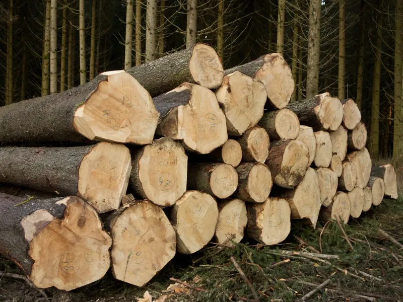 NZ timber species from the sawmill floor: radiata, Douglas fir, macrocarpa and beyond