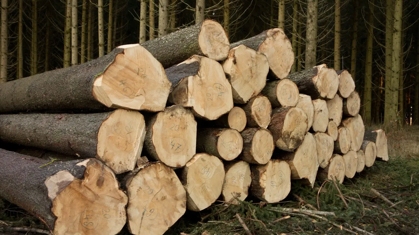 Timber species in a New Zealand sawmill